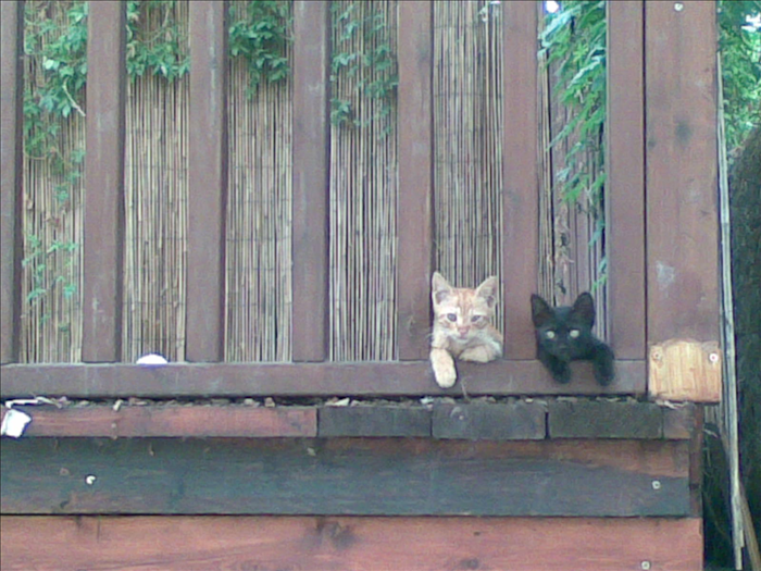 How to take care street cats without disturbing the neighbors