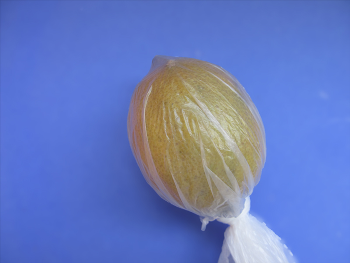 Put the lemon or other fruit with a dome shaped top into a plastic bag.
Make a tight knot at the bottom of the lemon
